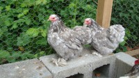 /album/blue-mottled/bl3-450x253-jpg/